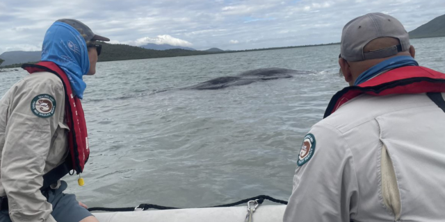 Two Marine Park Rangers on a boat looking out to stranded whale in water.