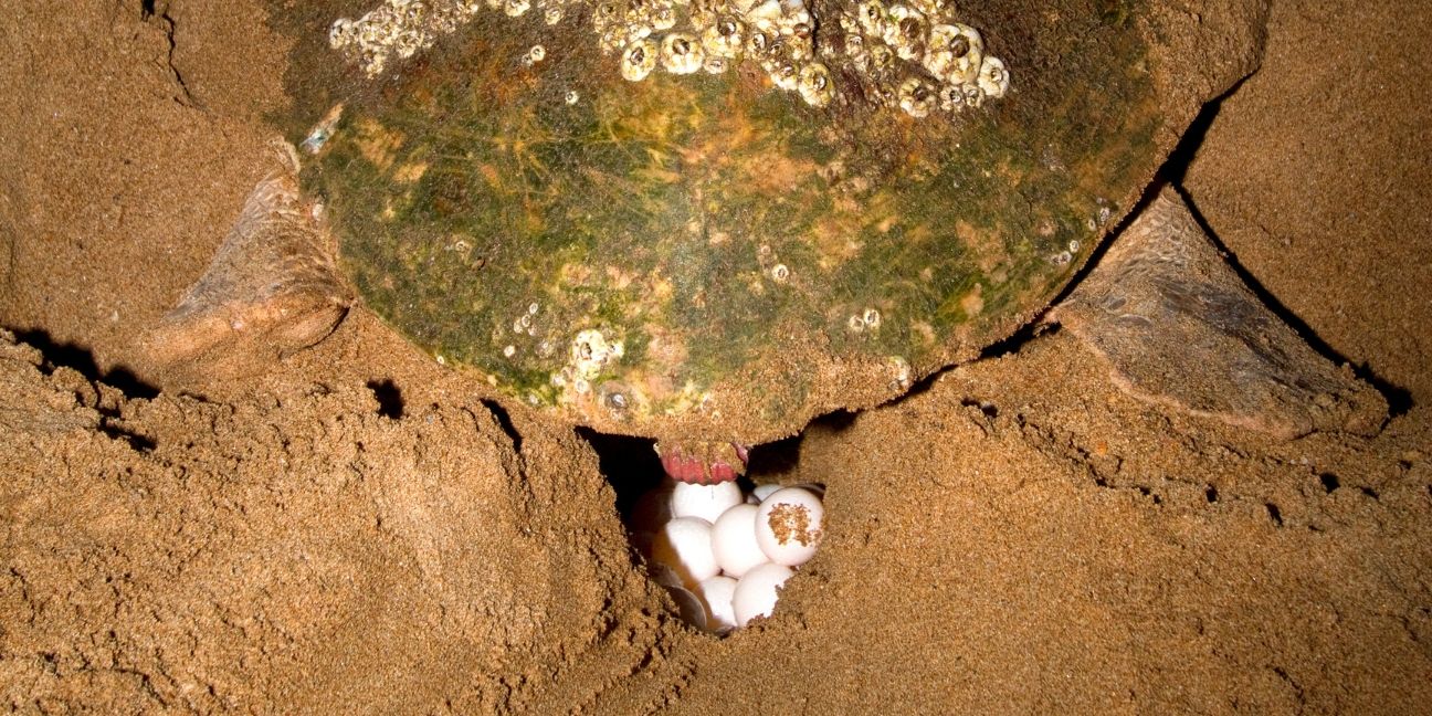 Looking from behind at a marine turtle laying eggs into a hole in the sand.