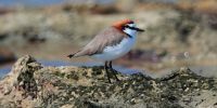 Adult red-capped plover bird.