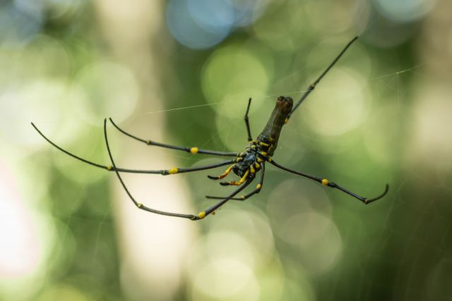 Photo of a golden orb spider on Yalbogie track, Barron Gorge National Park
