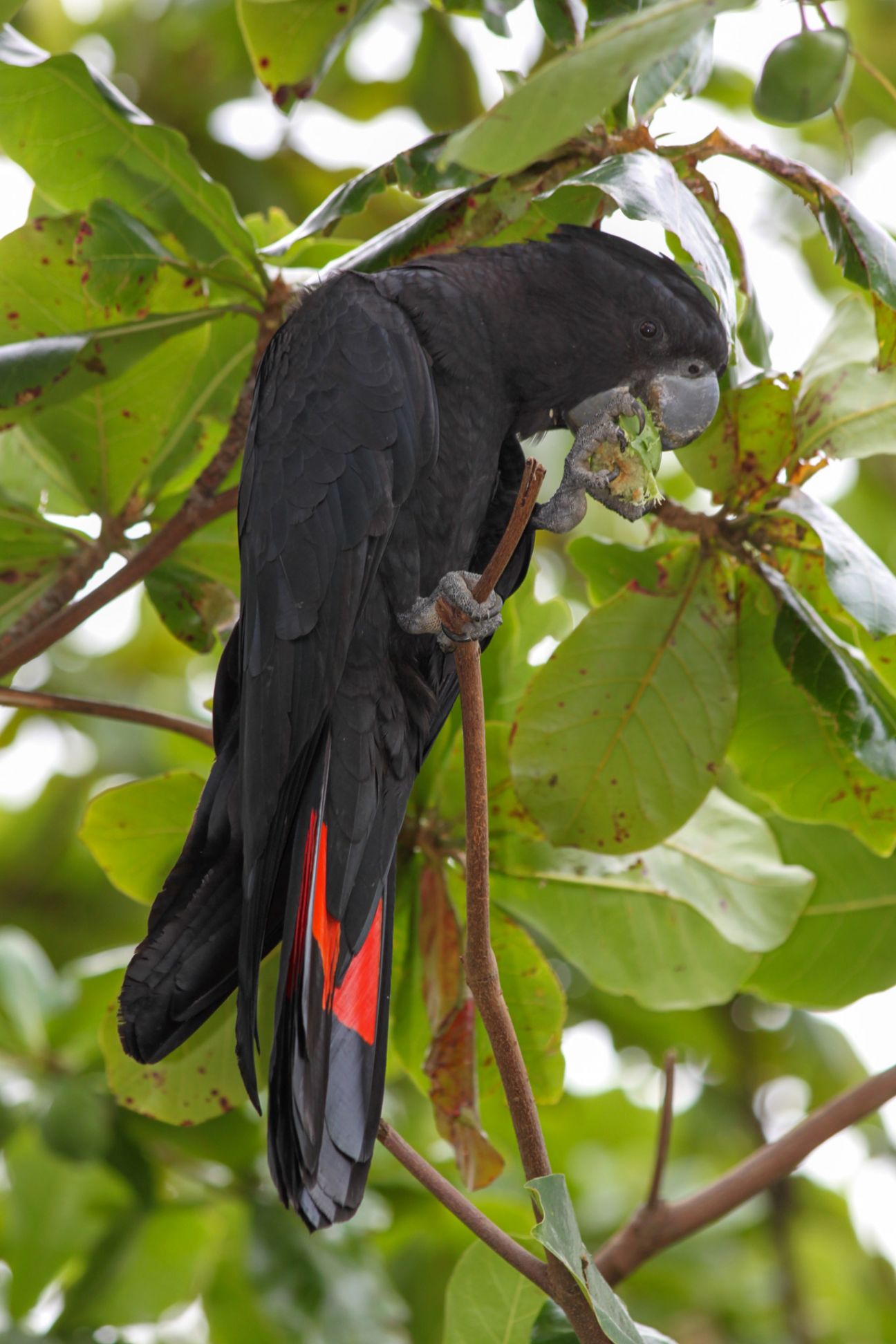 Large black bird with bright red tail perched in a tree holding a beach almond nut in its claw eating it.
