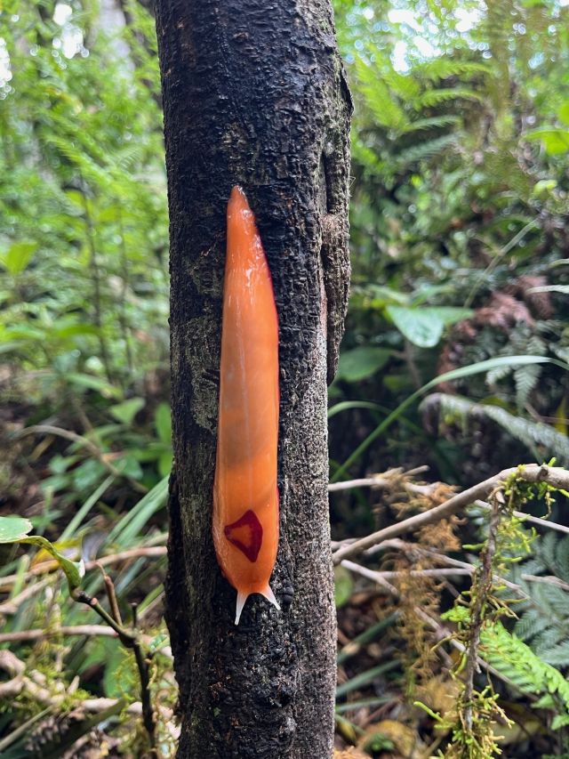 Endemic red-triangle slugs Triboniophorus graeffei graze on moss and microscopic algae in moist conditions.