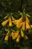Christmas bells Blandfordia grandiflora 
