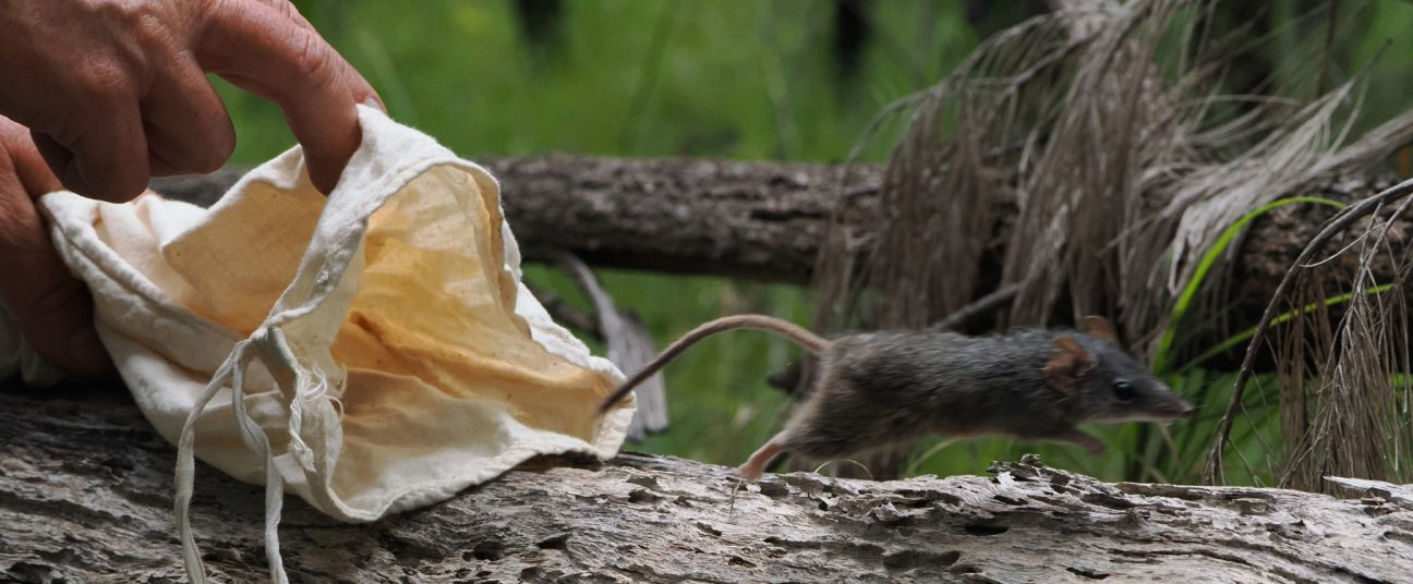 A small grey-brown mammal has exited a light-coloured bag has exited the bag and is moving quickly across a fallen log, its body slightly blurred in motion, with surrounding green vegetation and forest debris in the background.