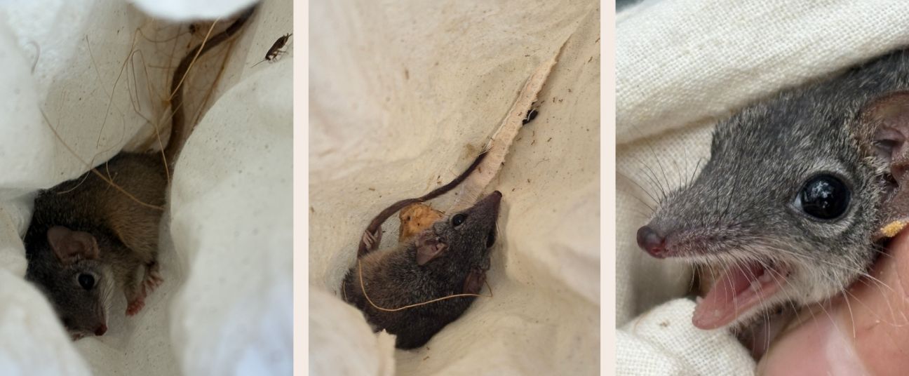 Three close-up photographs showing a small grey mammal inside a light-coloured fabric bag. In the left image, the animal is partially visible within folds of cloth, with its small head, pointed snout, and dark eye peeking out. The middle image shows the animal more clearly lying inside the bag, with its long tail stretched along the fabric and a small piece of debris nearby. The right image is a tight close-up of the animal’s face, highlighting its large dark eye, fine whiskers, and pointed nose as it rests against the fabric and a person’s hand.