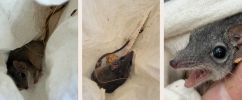 Three close-up photographs showing a small grey mammal inside a light-coloured fabric bag. In the left image, the animal is partially visible within folds of cloth, with its small head, pointed snout, and dark eye peeking out. The middle image shows the animal more clearly lying inside the bag, with its long tail stretched along the fabric and a small piece of debris nearby. The right image is a tight close-up of the animal’s face, highlighting its large dark eye, fine whiskers, and pointed nose as it rests against the fabric and a person’s hand.