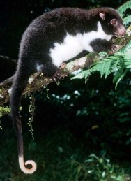 Photo of the Herbert River ringtail possums are listed as near threatened.