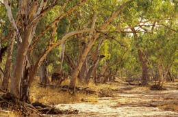 Neabul Creek in flood, Thrushton National Park. 