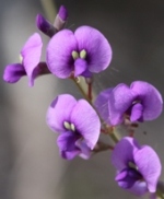 Image of a <em>Hovea lanceolata</em>. 