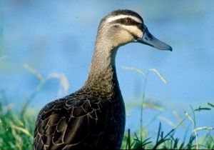 Pacific black duck. 