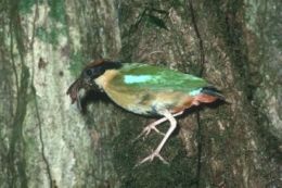 A noisy pitta. 