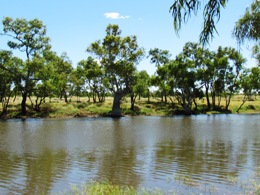 Tree line banks of Nowranie Creek. Creek in the foreground, open woodlands in the distance.