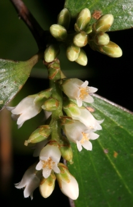 Tree heath Trochocarpa laurina 