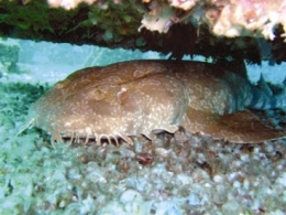 Wobbegong shark.
