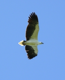 Image of a white-bellied sea-eagle.