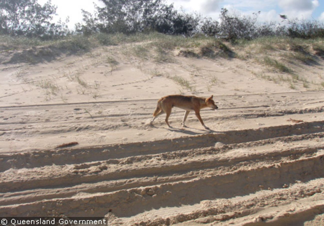 Fraser Island Dingoes