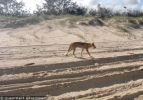 Fraser Island Dingoes