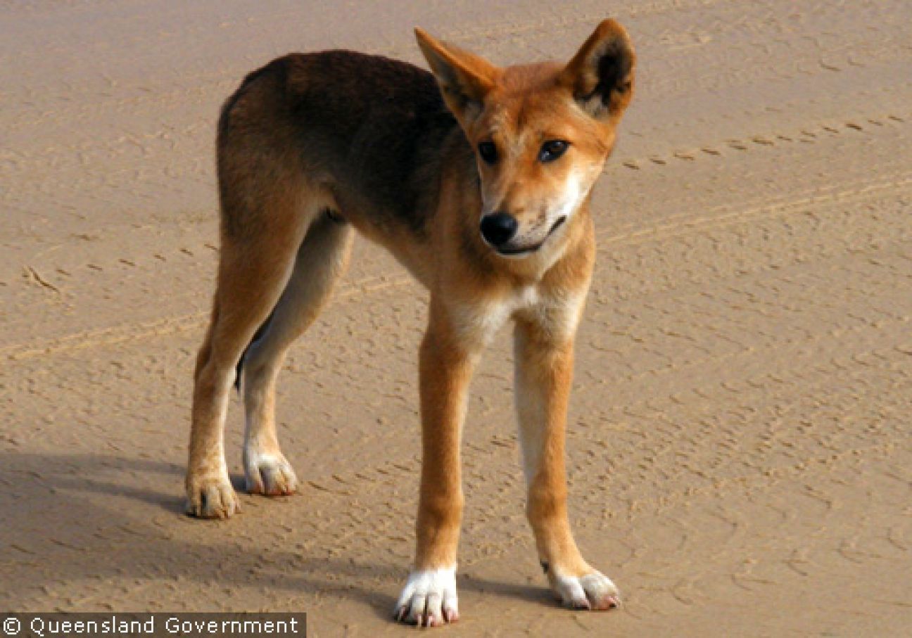 Fraser Island Dingoes