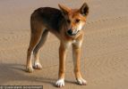 Fraser Island Dingoes