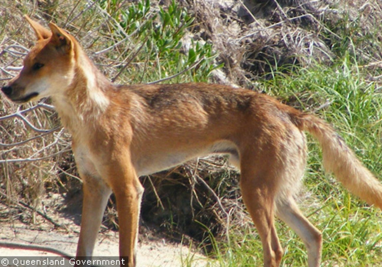 Fraser Island Dingoes