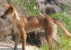 Fraser Island Dingoes