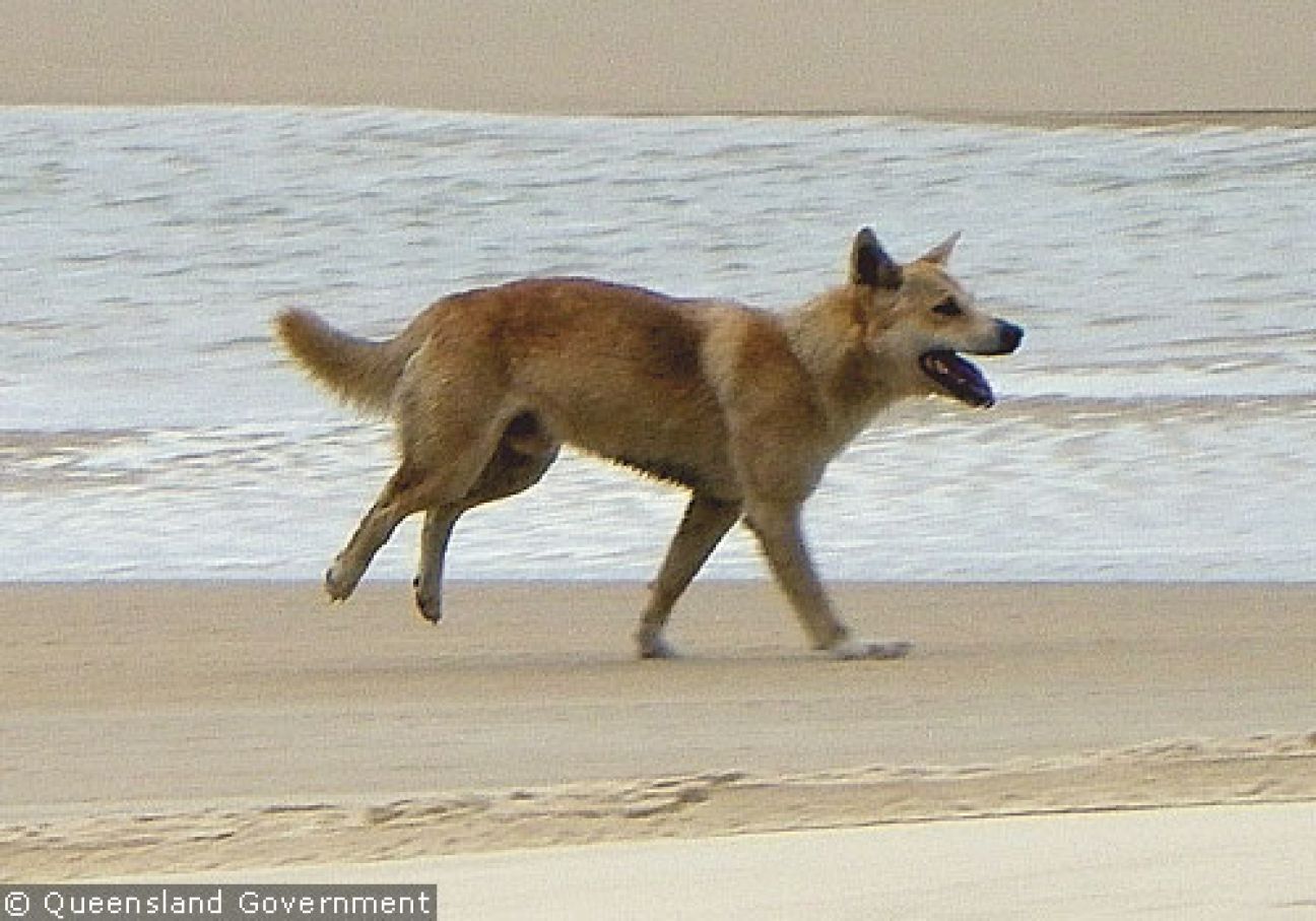 Fraser Island Dingoes