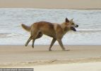 Fraser Island Dingoes