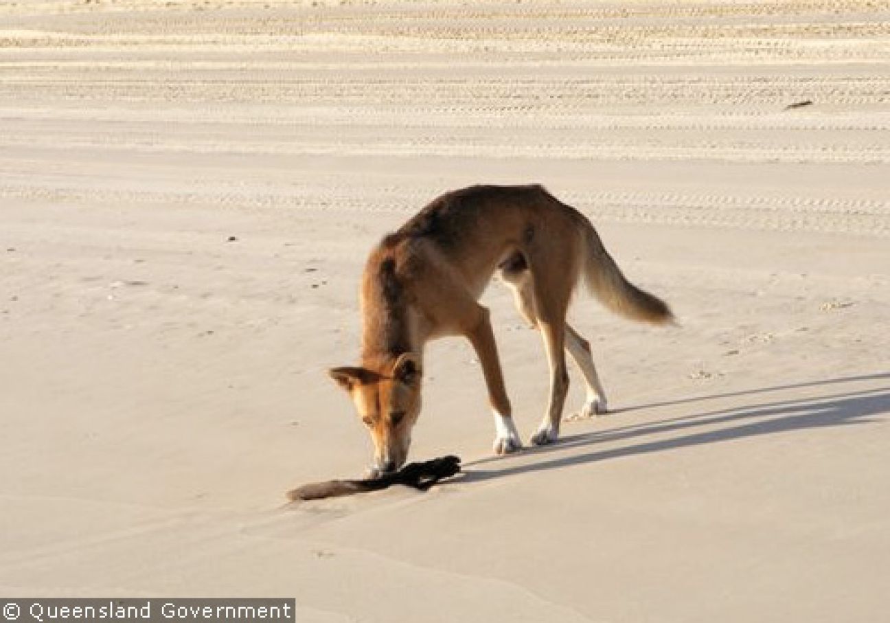 Fraser Island Dingoes