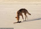 Fraser Island Dingoes