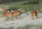 Fraser Island Dingoes