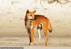 Fraser Island Dingoes