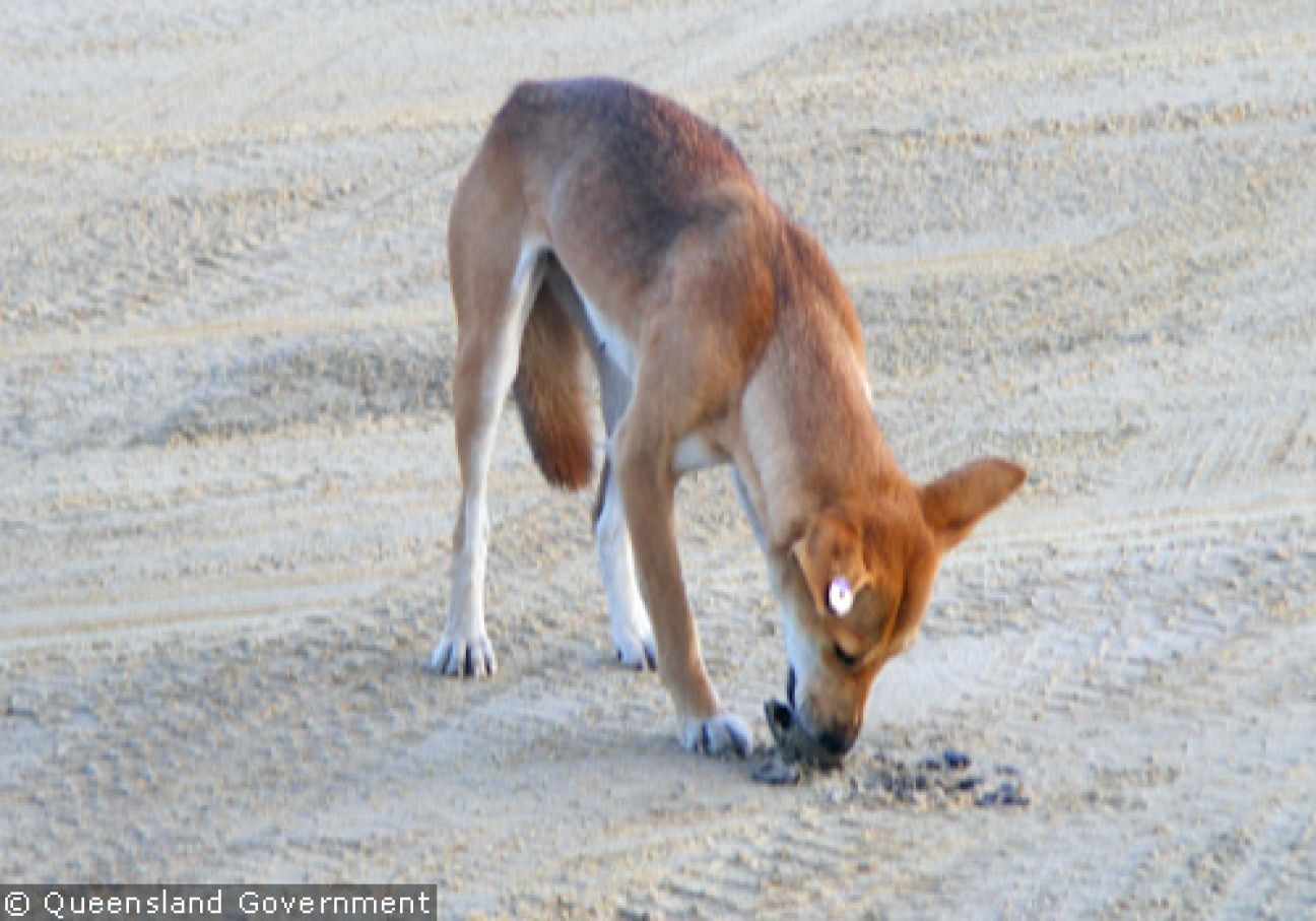 Fraser Island Dingoes