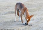Fraser Island Dingoes
