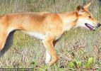 Fraser Island Dingoes