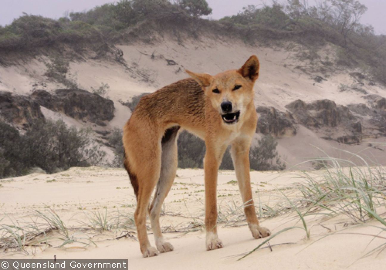 Fraser Island Dingoes