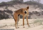 Fraser Island Dingoes