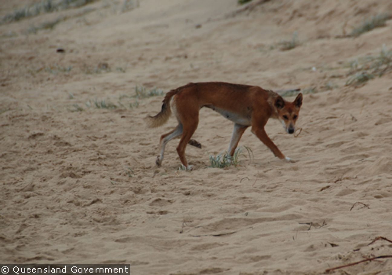 Fraser Island Dingoes