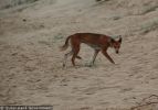 Fraser Island Dingoes