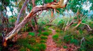 The best way to explore the coastal habitats of Minjerribah is on foot. 