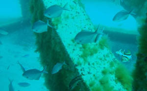 Fish populating the 'fish boxes' at North Moreton Artificial Reef. 