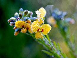 Photo of yellow wildflowers in bloom.