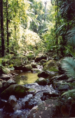 Image of Rainforest creek, Koolmoon Creek track.