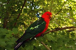 King parrot.