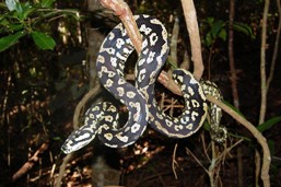 Palmerston jungle carpet python.