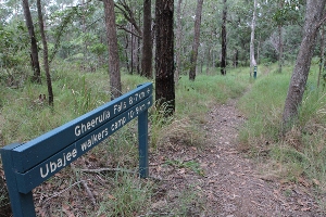 Image of the open forest along this Thilba Thalba section of the Sunshine Coast Hinterland Great Walk track.