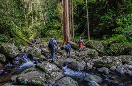A small group of people crossing West Canungra creek, surrounded by forest.
