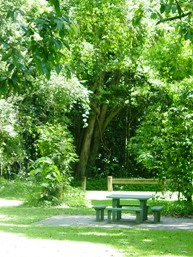 Clearing in bushland with table and bench