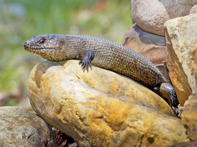 Check the rocks along the Western circuit for sunbaking skinks.
