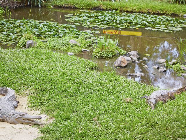 Freshwater crocodiles basking in the sun.