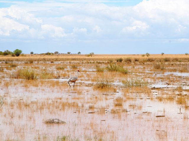 A brolga steps elegantly through floodwaters.